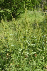 Rumex