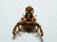 Ceratitella loranthi