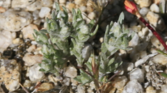 Stylocline gnaphaloides