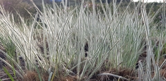 Andropogon bicornis