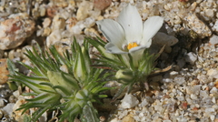 Linanthus parryae