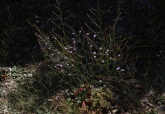 Limonium duriusculum