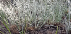 Andropogon bicornis