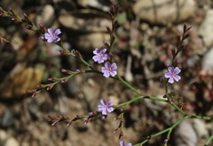 Limonium duriusculum