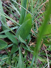 Plantago lanceolata