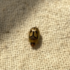 Peltoschema hamadryas