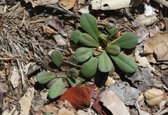 Limonium duriusculum