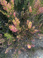 Erica nutans