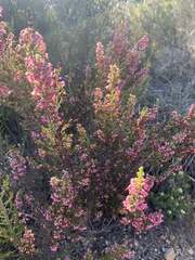 Erica nutans