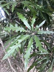 Plerandra elegantissima