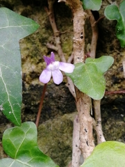 Cymbalaria muralis