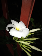 Plumeria pudica
