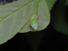 Somera viridifusca
