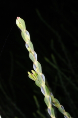Eutaxia diffusa
