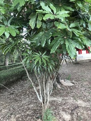 Plerandra elegantissima