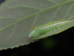 Somera viridifusca