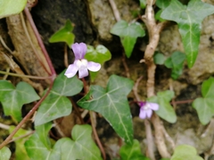 Cymbalaria muralis