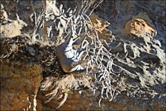 Pachypodium gracilius image