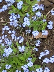 Myosotis sylvatica