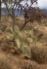 Opuntia dulcis