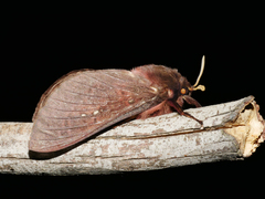 Oxycanus rufescens