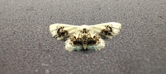 Idaea macrospila