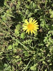 Arctotheca prostrata