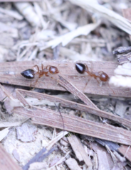 Crematogaster egidyi