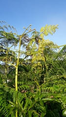 Polypodiopsida
