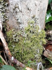 Kindbergia praelonga