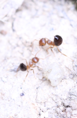 Crematogaster egidyi