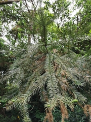 Cunninghamia