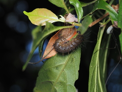 Phazaca kosemponicola