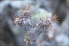 Pachypodium gracilius image