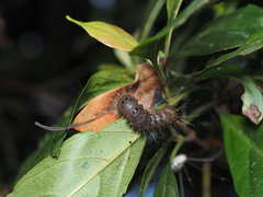 Phazaca kosemponicola