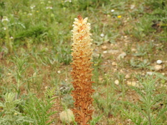 Orobanche amethystea