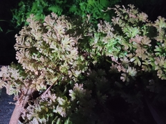 Selaginella uncinata