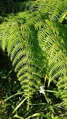 Polypodiopsida