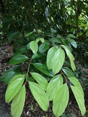 Cryptocarya chinensis