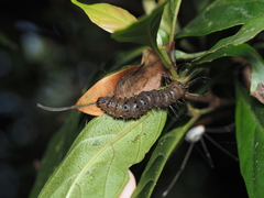 Phazaca kosemponicola