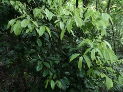 Cryptocarya chinensis