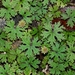 Hydrocotyle dissecta - Photo (c) Leon Perrie, some rights reserved (CC BY-NC), uploaded by Leon Perrie