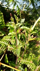 Asteraceae