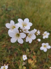 Saxifraga granulata