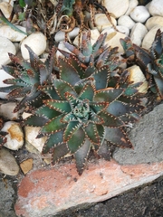 Aloe brevifolia