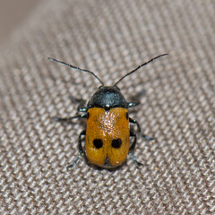 Cryptocephalus ilicis