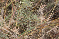 Indigofera cryptantha cryptantha