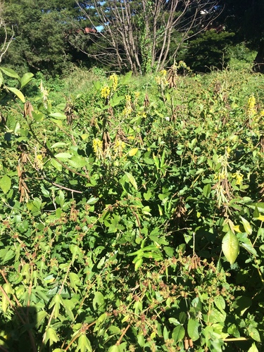 Crotalaria pallida iNat (2)