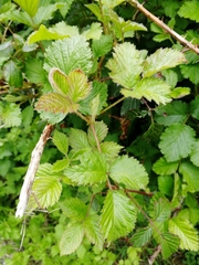 Rubus fruticosus
