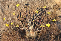 Pachypodium gracilius image